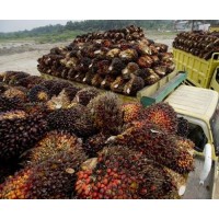 10 Ton or 10 MT Indonesian Palm Oil